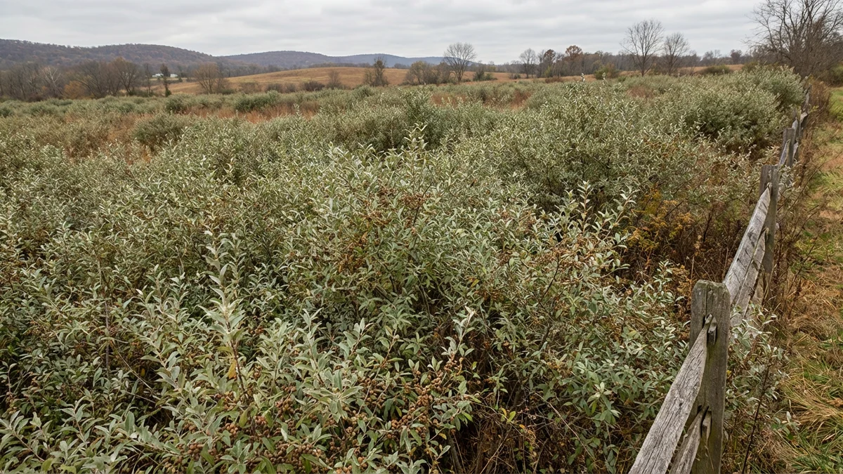 Dense stand of autumn olive shrubs with silvery-green leaves overtaking a fallow agricultural field in Hunterdon County New Jersey