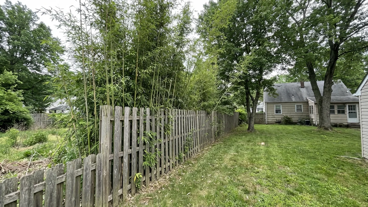 Dense stand of running bamboo invading a suburban New Jersey property from a neighboring lot with thick culms spreading through a fence line