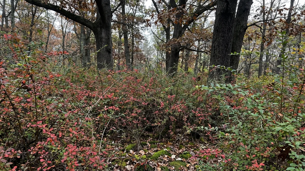 Dense Japanese barberry carpet covering a forest floor in Somerset County New Jersey with thorny red-leafed branches forming an impenetrable ground layer beneath mature oak trees