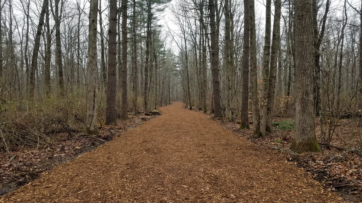 Freshly cleared driveway corridor through dense New Jersey woodland with brown mulch surface, standing trees on both sides, and soft overcast light filtering through the canopy