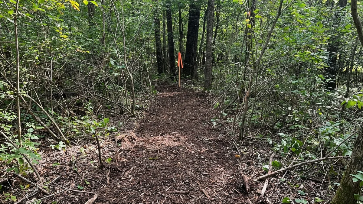 Cleared survey corridor through dense New Jersey woodland with brown mulch path and orange survey flagging tape on a stake at the end of the cleared line