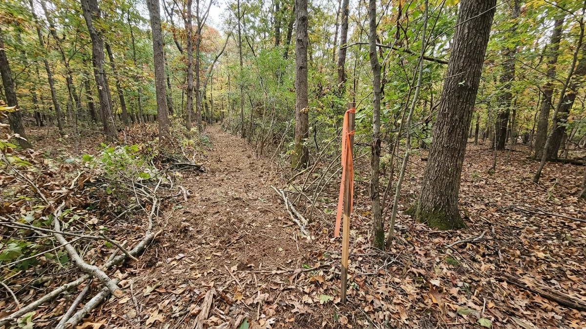 Cleared property boundary line through New Jersey woodland showing a visible corridor of mulch between two properties with a survey stake and flagging tape