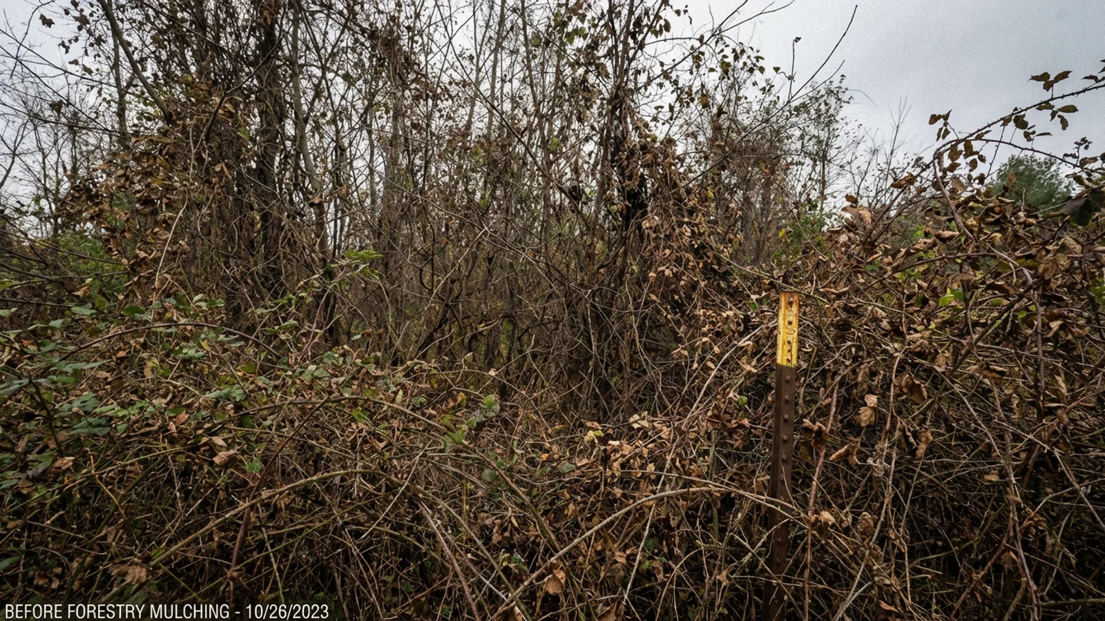 Before: Forestry Mulching in New Jersey