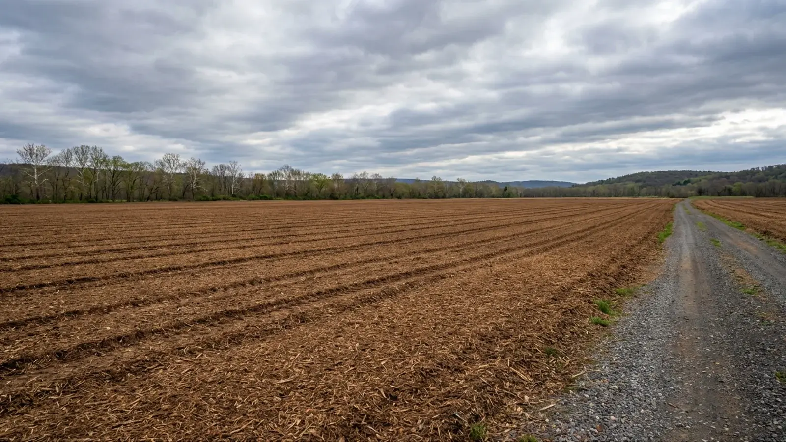 Large flat agricultural field in the Delaware River valley of Pohatcong Township freshly cleared by forestry mulching with parallel track lines across uniform brown mulch