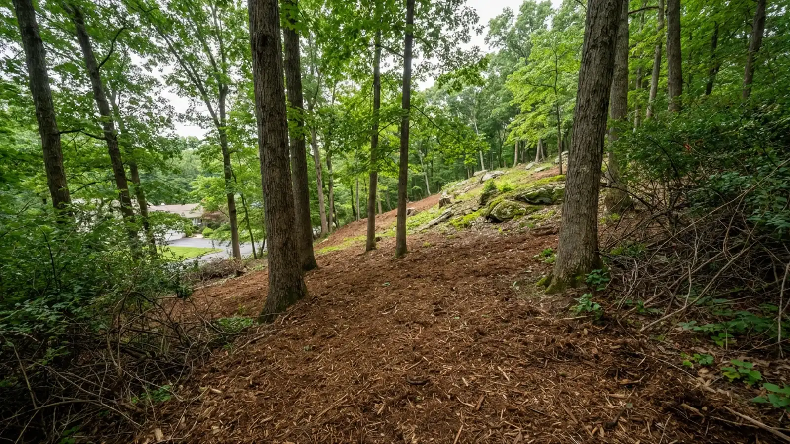 Cleared wooded hillside in the New Jersey Highlands near Roxbury with brown forestry mulch between standing hardwood tree trunks and exposed gneiss boulders