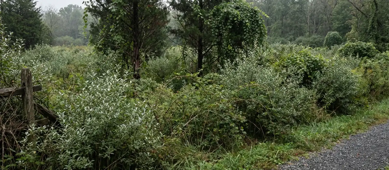 Overgrown New Jersey property showing dense multiflora rose thickets, autumn olive shrubs, and sapling regrowth overtaking a former pasture field — the typical conditions before land clearing