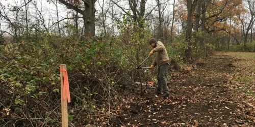 Cleared fence line showing brush removal results in New Jersey