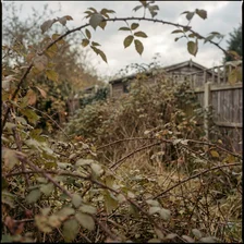 Brush Clearing