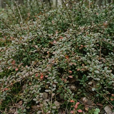 Invasive Species Removal