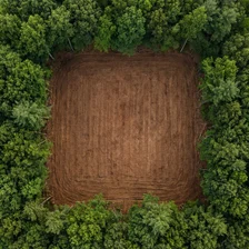 Land Clearing