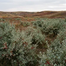 Pasture Reclamation