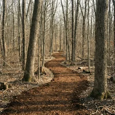 Trail Cutting